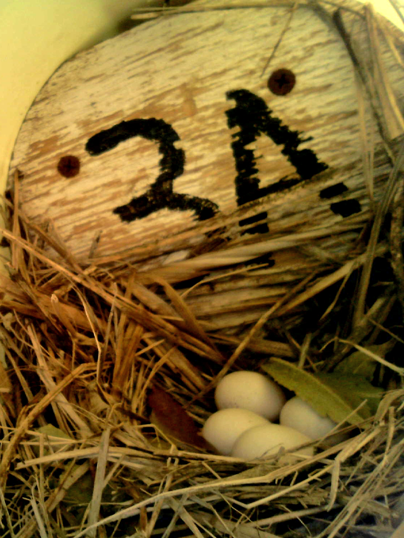 OPAS 3A